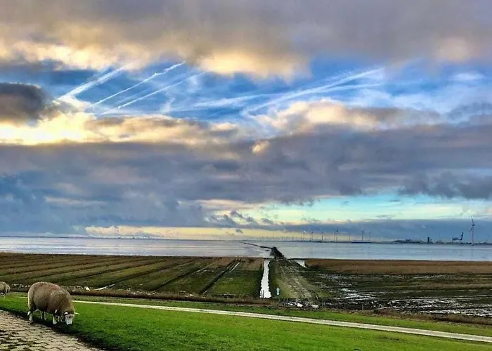 Dollartbrise 45005 Pogum