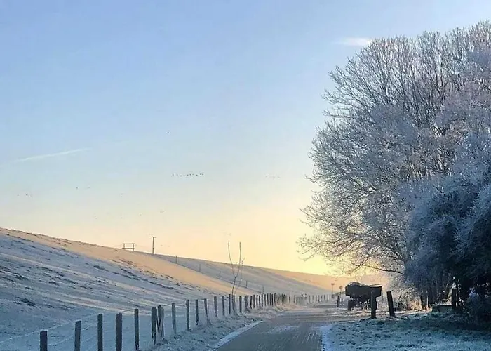 Dollartbrise 45005 Pogum